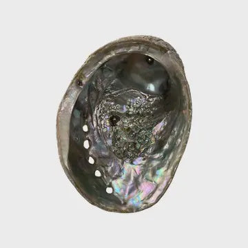 Abalone Shell