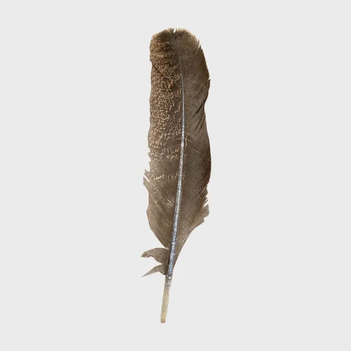 Turkey Smudging Feather